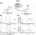 Fig. 22 - PRODUCTION OF D-LYSERGIC ACID