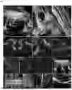 Fig. 06 - Transparent Embedding Solvent System and Use Thereof