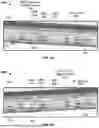 Fig. 07 - Generating Synthetic Borehole Image Logs
