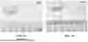 Fig. 02 - Plasmonic Heating Assisted Interfacial Polymerization for Reverse Osmosis Membrane Fabrication