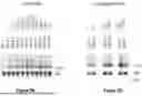 Fig. 07 - SELF-INACTIVATING LENTIVIRAL VECTOR ENCODING BETA- OR GAMMA-GLOBIN