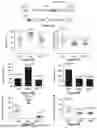 Fig. 16 - SELF-INACTIVATING LENTIVIRAL VECTOR ENCODING BETA- OR GAMMA-GLOBIN