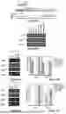 Fig. 18 - SELF-INACTIVATING LENTIVIRAL VECTOR ENCODING BETA- OR GAMMA-GLOBIN