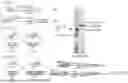 Fig. 29 - SELF-INACTIVATING LENTIVIRAL VECTOR ENCODING BETA- OR GAMMA-GLOBIN