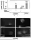 Fig. 38 - SELF-INACTIVATING LENTIVIRAL VECTOR ENCODING BETA- OR GAMMA-GLOBIN