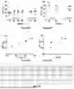 Fig. 46 - SELF-INACTIVATING LENTIVIRAL VECTOR ENCODING BETA- OR GAMMA-GLOBIN