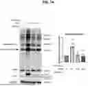 Fig. 27 - COMPOSITIONS AND METHODS RELATED TO PROTEIN LABELING