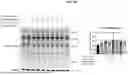 Fig. 43 - COMPOSITIONS AND METHODS RELATED TO PROTEIN LABELING