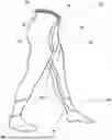 Fig. 01 - MATTER OF MANUFACTURE OF COMPRESSION LEGGING SYSTEM AND ASSOCIATED USES