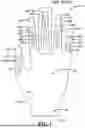 Fig. 02 - GLOVE WITH LONGITUDINAL STAYS