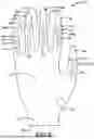 Fig. 03 - GLOVE WITH LONGITUDINAL STAYS