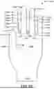 Fig. 42 - GLOVE WITH LONGITUDINAL STAYS