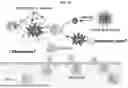 Fig. 03 - HEMOGLOBIN-BASED NANOPARTICLES