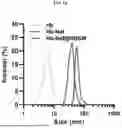 Fig. 04 - HEMOGLOBIN-BASED NANOPARTICLES