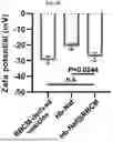 Fig. 07 - HEMOGLOBIN-BASED NANOPARTICLES
