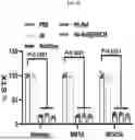 Fig. 09 - HEMOGLOBIN-BASED NANOPARTICLES