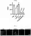 Fig. 12 - HEMOGLOBIN-BASED NANOPARTICLES
