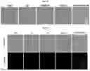 Fig. 28 - HEMOGLOBIN-BASED NANOPARTICLES
