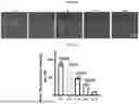 Fig. 64 - HEMOGLOBIN-BASED NANOPARTICLES