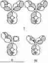 Fig. 01 - BISPECIFIC ANTIBODY AND USE THEREOF