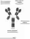 Fig. 02 - GUIDED COMBINATIONAL THERAPEUTIC ANTIBODY