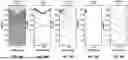 Fig. 09 - Automatic Dip Picking From Azimuthal Borehole Images