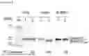 Fig. 02 - CELL-BASED METHOD FOR DETERMINING AN ACTIVITY OF BOTULINUM TOXIN
