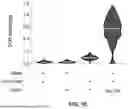 Fig. 04 - PERSONALIZED RANKING AND IDENTIFICATION OF ONCO-REACTIVE T CELL RECEPTORS AND USES THEREOF
