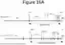Fig. 22 - NON-HUMAN ANIMALS COMPRISING HUMANIZED ACE2 AND TMPRSS LOCI