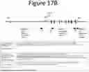 Fig. 28 - NON-HUMAN ANIMALS COMPRISING HUMANIZED ACE2 AND TMPRSS LOCI