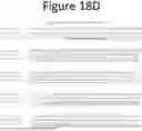 Fig. 35 - NON-HUMAN ANIMALS COMPRISING HUMANIZED ACE2 AND TMPRSS LOCI