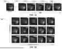 Fig. 02 - STORAGE, DISPLAY, AND ANALYSIS OF FACTORED MULTIDIMENSIONAL IMAGES