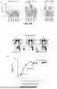 Fig. 04 - TREATMENT AND METHOD FOR INHIBITING LATE NA CURRENT