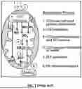 Fig. 02 - METHOD AND APPARATUS FOR MEASURING CELL METABOLISM THROUGH PHOTOBIOMODULATION
