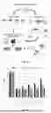Fig. 02 - PEPTIDE INHIBITORS AND METHODS FOR INHIBITING PROTEIN AGGREGATION IN NEURONS AND NEURODEGENERATIVE DISEASES