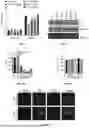Fig. 04 - PEPTIDE INHIBITORS AND METHODS FOR INHIBITING PROTEIN AGGREGATION IN NEURONS AND NEURODEGENERATIVE DISEASES