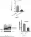 Fig. 05 - PEPTIDE INHIBITORS AND METHODS FOR INHIBITING PROTEIN AGGREGATION IN NEURONS AND NEURODEGENERATIVE DISEASES