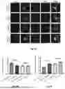 Fig. 16 - PEPTIDE INHIBITORS AND METHODS FOR INHIBITING PROTEIN AGGREGATION IN NEURONS AND NEURODEGENERATIVE DISEASES
