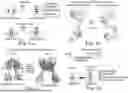 Fig. 02 - FUSION CONSTRUCTS OPTICALLY CONTROLLABLE BY FAR RED LIGHT AND METHODS OF USE THEREOF