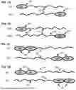Fig. 02 - EXTENDED RECOMBINANT POLYPEPTIDES AND COMPOSITIONS COMPRISING SAME