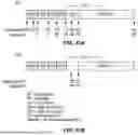 Fig. 49 - EXTENDED RECOMBINANT POLYPEPTIDES AND COMPOSITIONS COMPRISING SAME