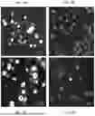 Fig. 02 - CELL TARGETING COMPOSITIONS AND METHODS