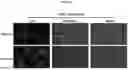 Fig. 06 - CELL TARGETING COMPOSITIONS AND METHODS