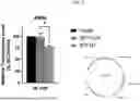 Fig. 09 - CELL TARGETING COMPOSITIONS AND METHODS