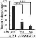 Fig. 01 - MODULATORS OF PHOSPHATIDYLSERlNE DECARBOXYLASE AND USE THEREOF