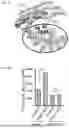 Fig. 09 - MODULATORS OF PHOSPHATIDYLSERlNE DECARBOXYLASE AND USE THEREOF