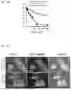 Fig. 22 - MODULATORS OF PHOSPHATIDYLSERlNE DECARBOXYLASE AND USE THEREOF
