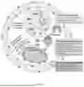 Fig. 33 - MODULATORS OF PHOSPHATIDYLSERlNE DECARBOXYLASE AND USE THEREOF