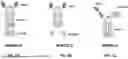 Fig. 02 - CD47/4-1BB-TARGETING PROTEIN COMPLEX AND METHODS OF USE THEREOF