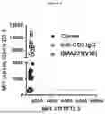 Fig. 02 - BMA031 ANTIGEN BINDING POLYPEPTIDES